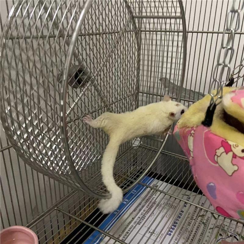 金属不锈钢跑轮蜜袋鼯