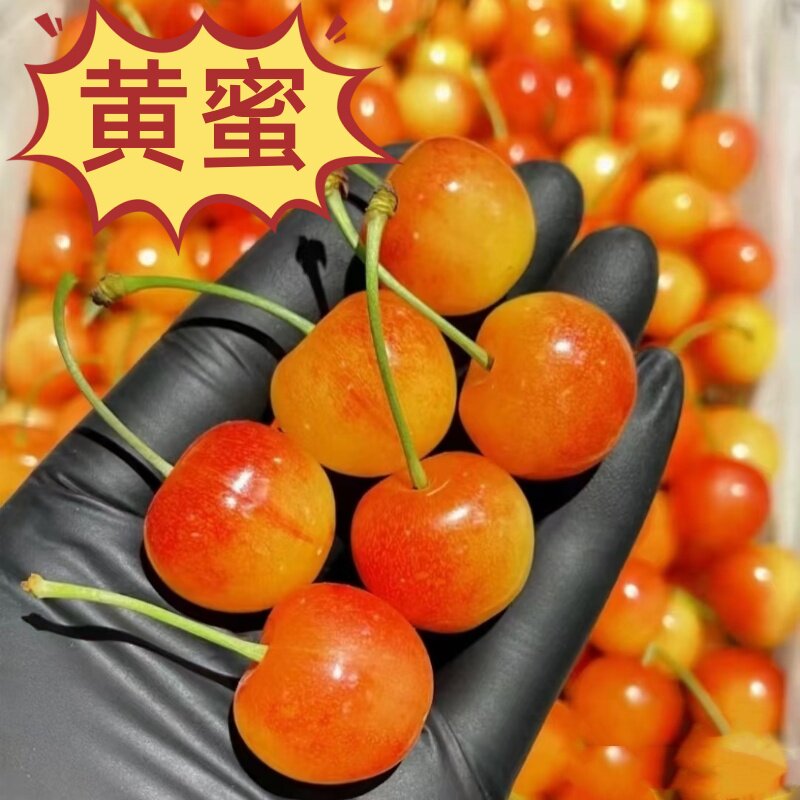 黄樱桃新鲜水果孕妇黄金车厘子雷尼烟台黄水晶黄蜜当季山东大樱桃