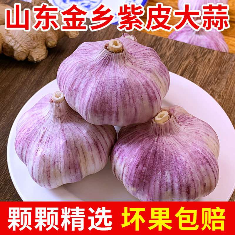 山东金乡新大蒜头新鲜干蒜农家自种紫皮蒜种5斤批发本地种子大果