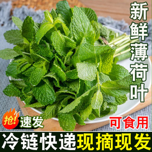 云南高山现摘薄荷叶新鲜蔬菜食用香料烘焙点缀调酒装饰茶饮料冲饮