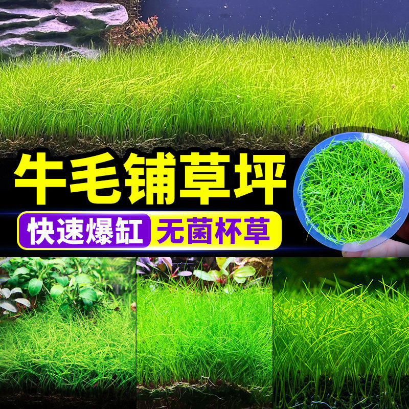 无菌杯牛毛水草前景草水草植物真草鱼缸造景增氧阴性草坪水生爬地