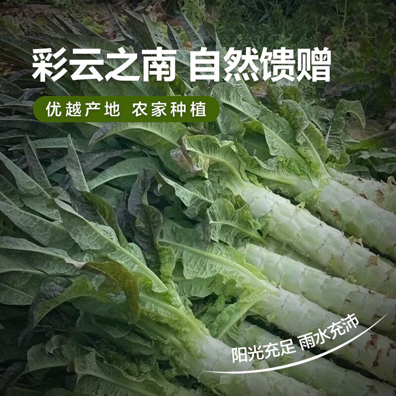 云南新鲜莴笋紫叶青皮笋莴苣脆嫩莴笋尖红叶香笋农家蔬菜9斤包邮,水产肉类/新鲜蔬果/熟食,叶菜类,淘宝优惠券,粉丝福利购,淘宝优惠卷