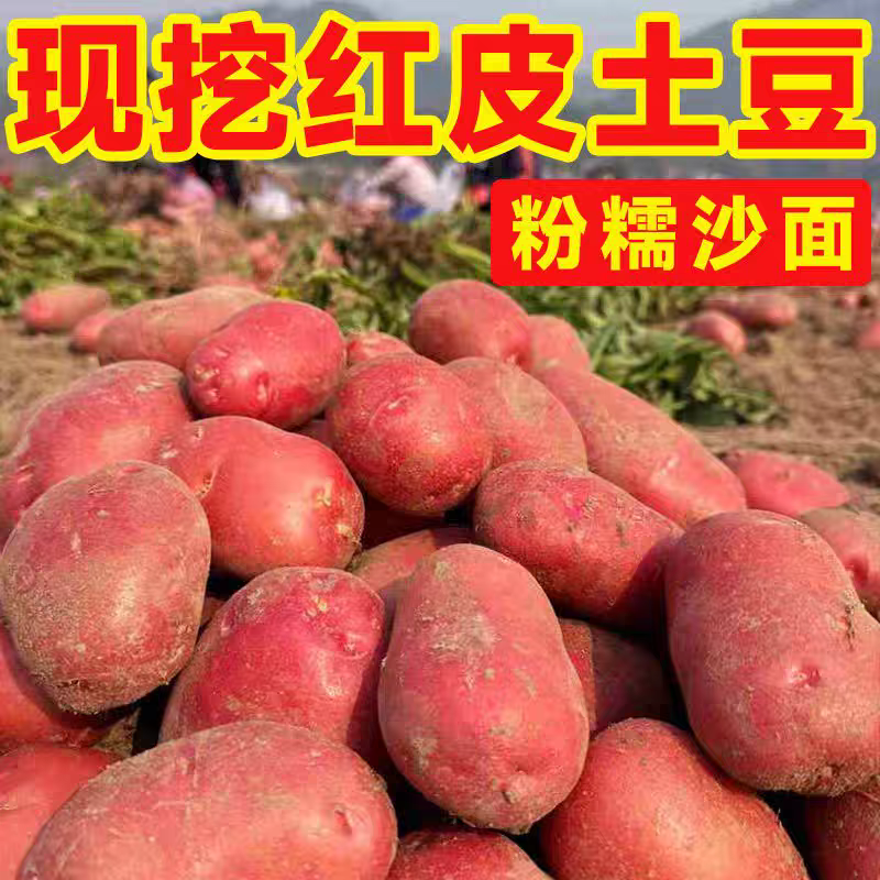 云南高山红皮黄心土豆2025现挖