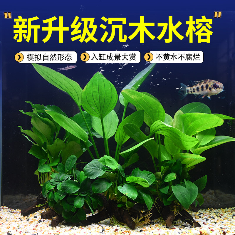 水榕沉木鱼缸水草植物真草水培增氧装饰阴性仿真沉木造景大叶水质