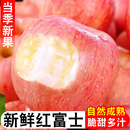 苹果水果红富士膜袋苹果新鲜脆甜苹果高山果产地整箱 萍果 包邮
