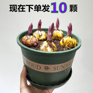 10颗香水百合花种球四季 好养活盆栽植物多花苞室内外花卉多年生