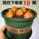 进口十颗郁金香种球大球花卉盆栽秋冬耐寒四季 土培水培种子