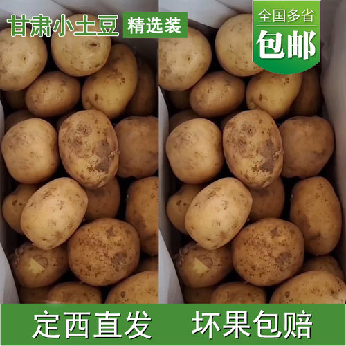 新鲜现挖高山小土豆产地发货