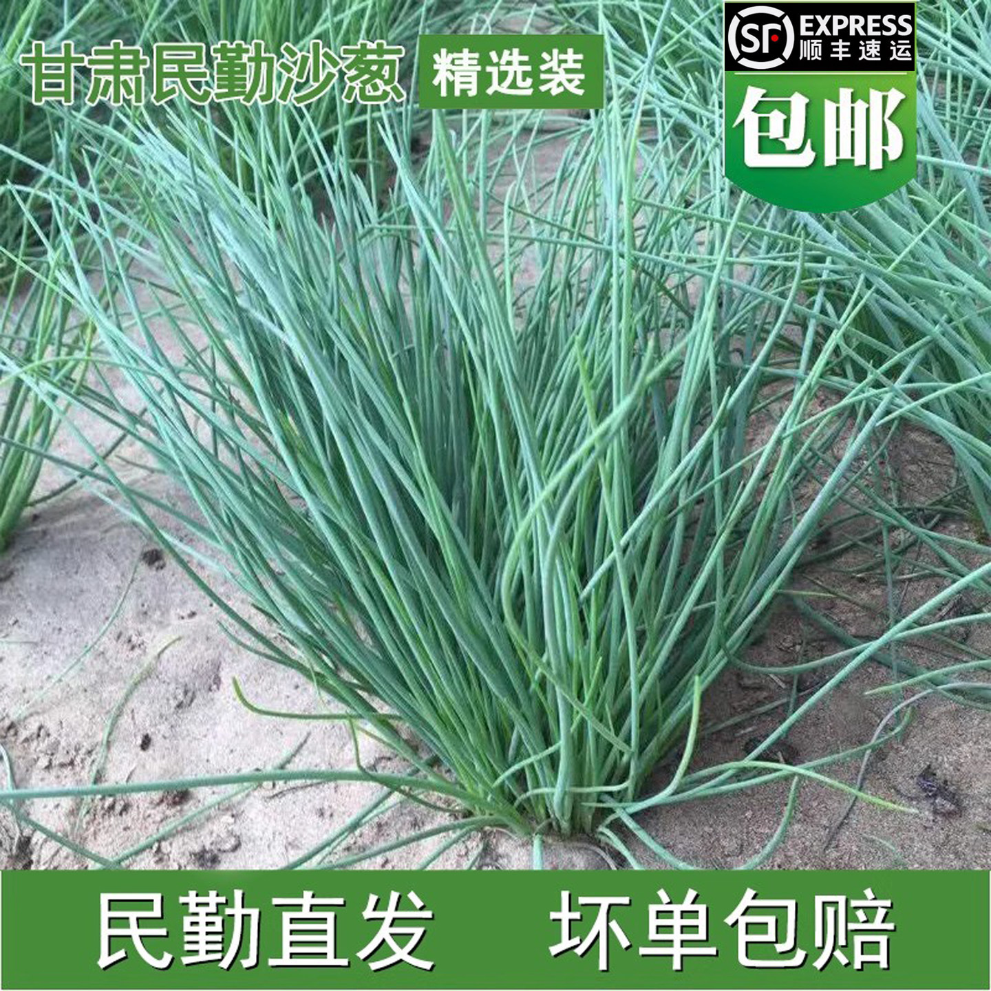 甘肃民勤新鲜沙葱特产
