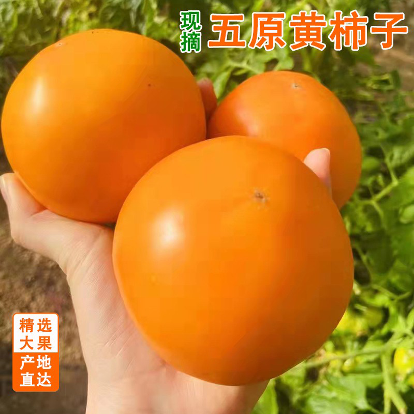 内蒙古五原黄柿子新鲜应季水果自然熟黄色西红柿番茄蔬菜产地包邮,水产肉类/新鲜蔬果/熟食,番茄,淘宝优惠券,粉丝福利购,淘宝优惠卷