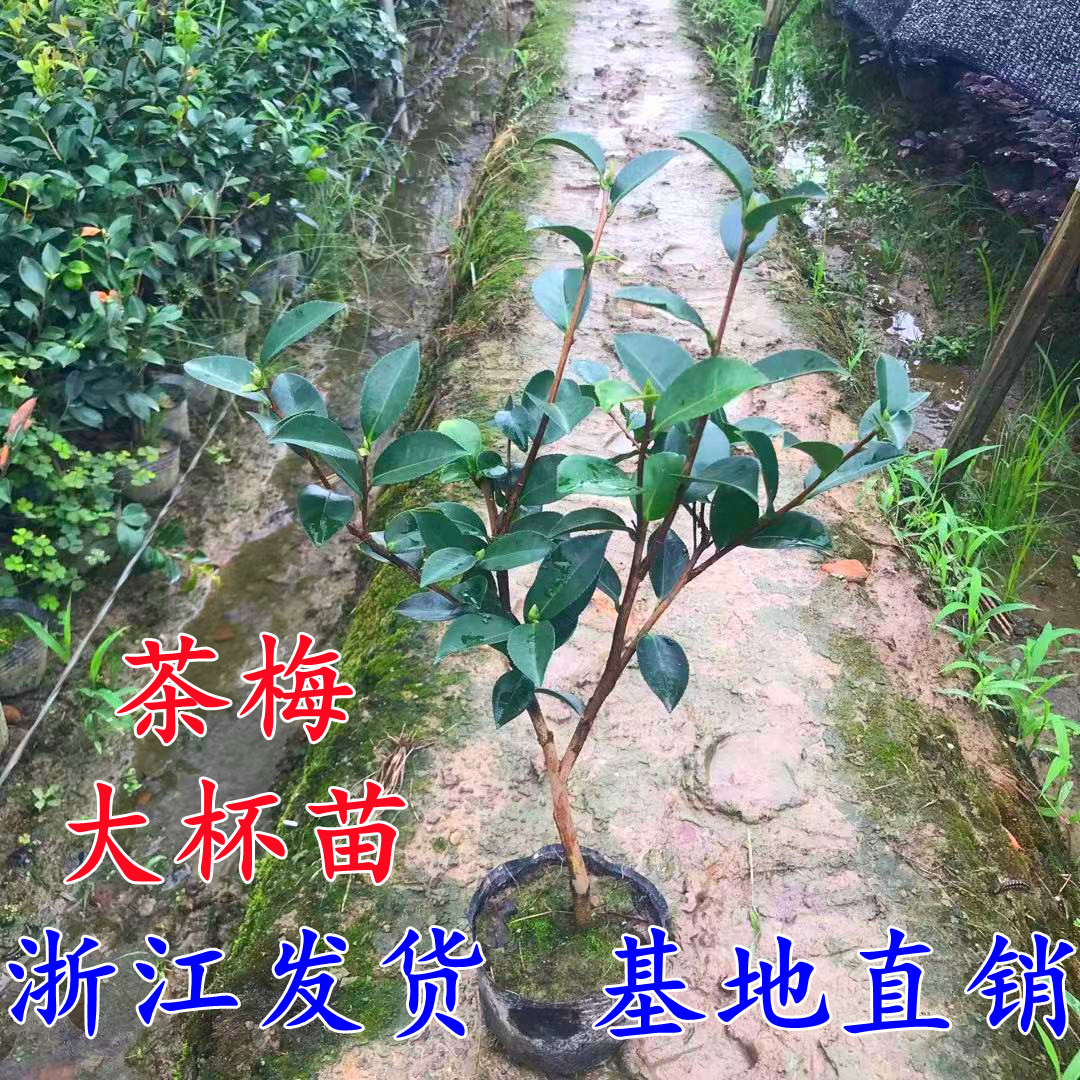 茶梅花苗树苗盆栽茶梅球庭院四季带花苞盆景植物冬茶梅绿化苗木 鲜花速递/花卉仿真/绿植园艺 观叶 /花灌木 原图主图