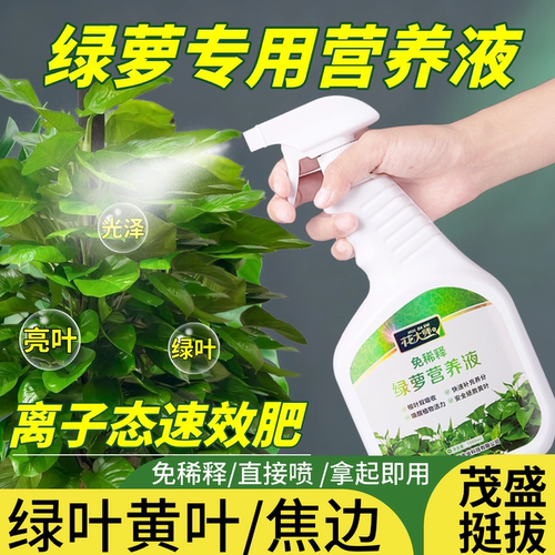 叶面喷施防黄叶绿萝专用肥效果好