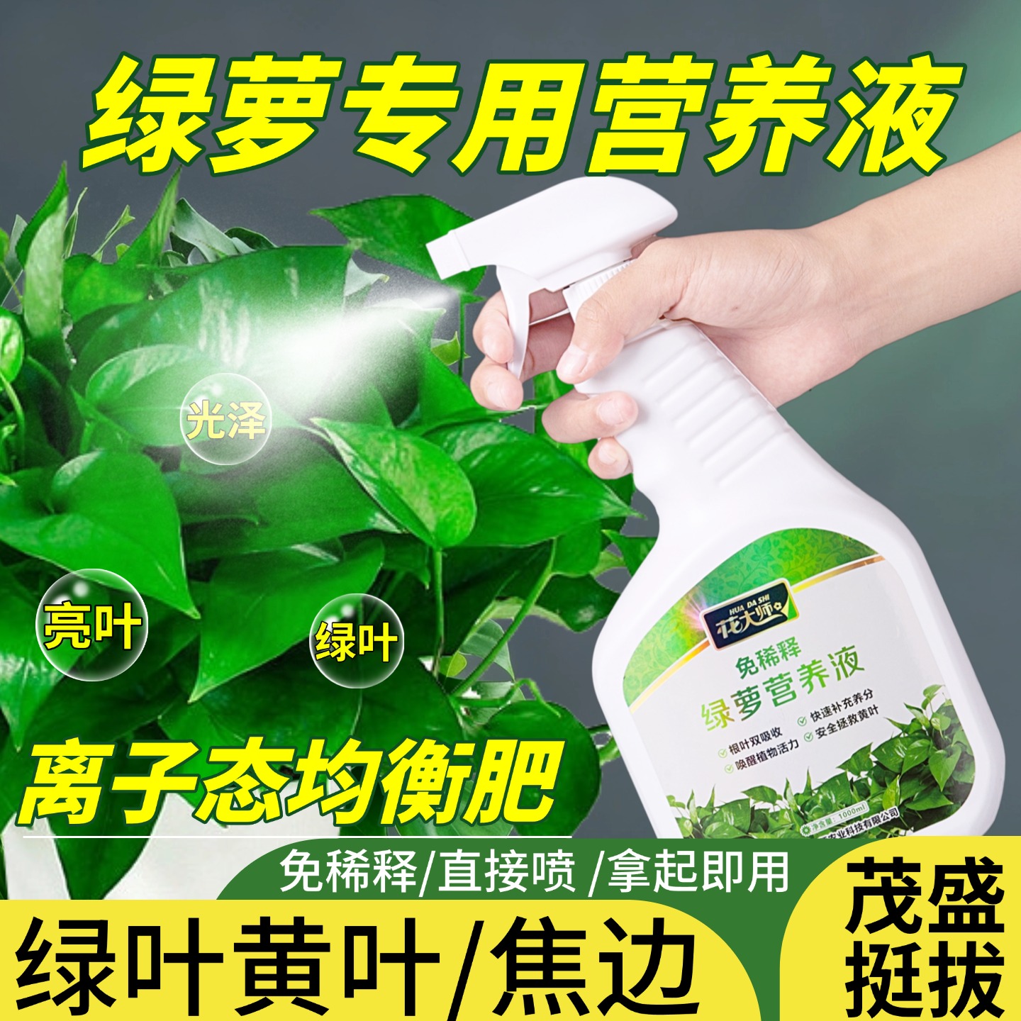 叶面喷施防黄叶绿萝专用肥效果好