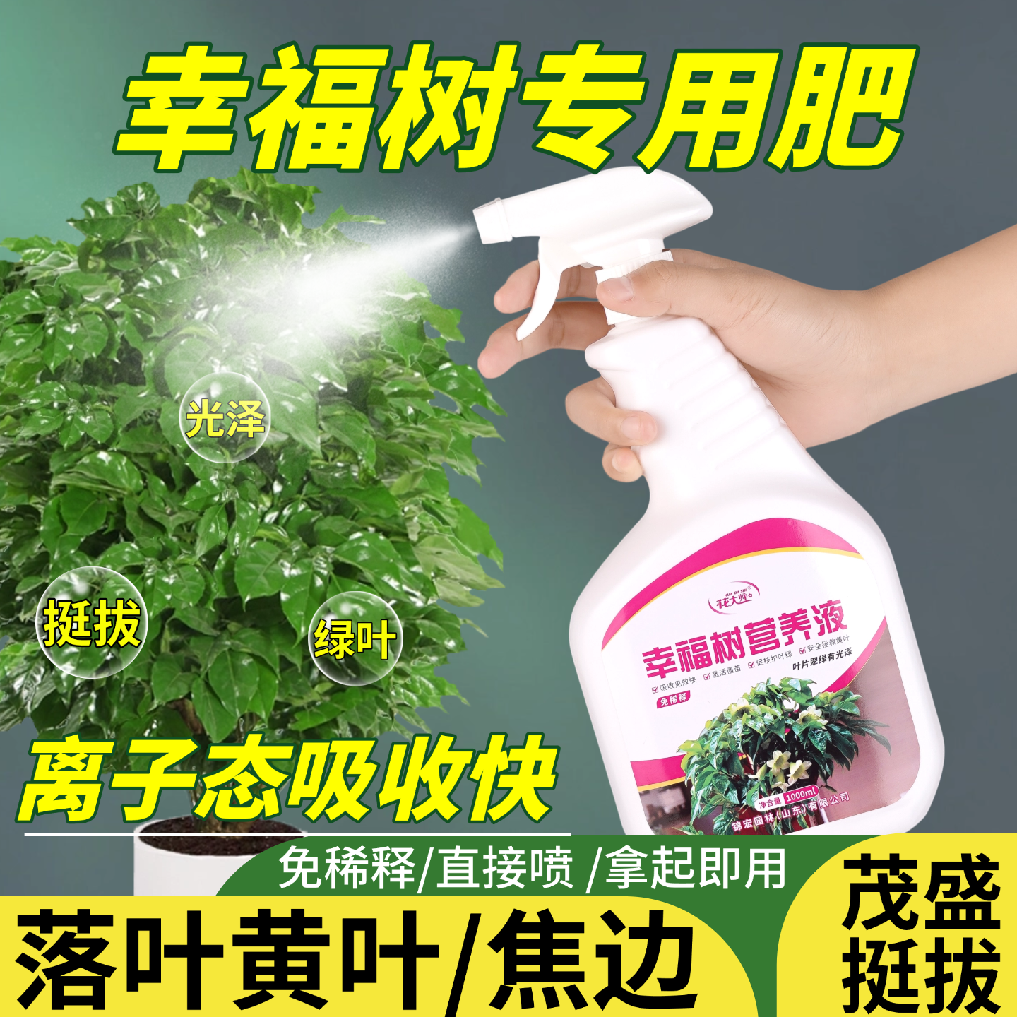 幸福树专用营养液盆栽植物室内