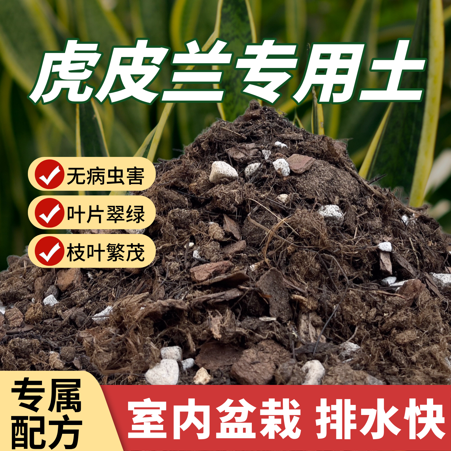 虎皮兰专用土营养土室内种绿植盆栽白玉金边霸王虎皮兰小苗虎尾兰