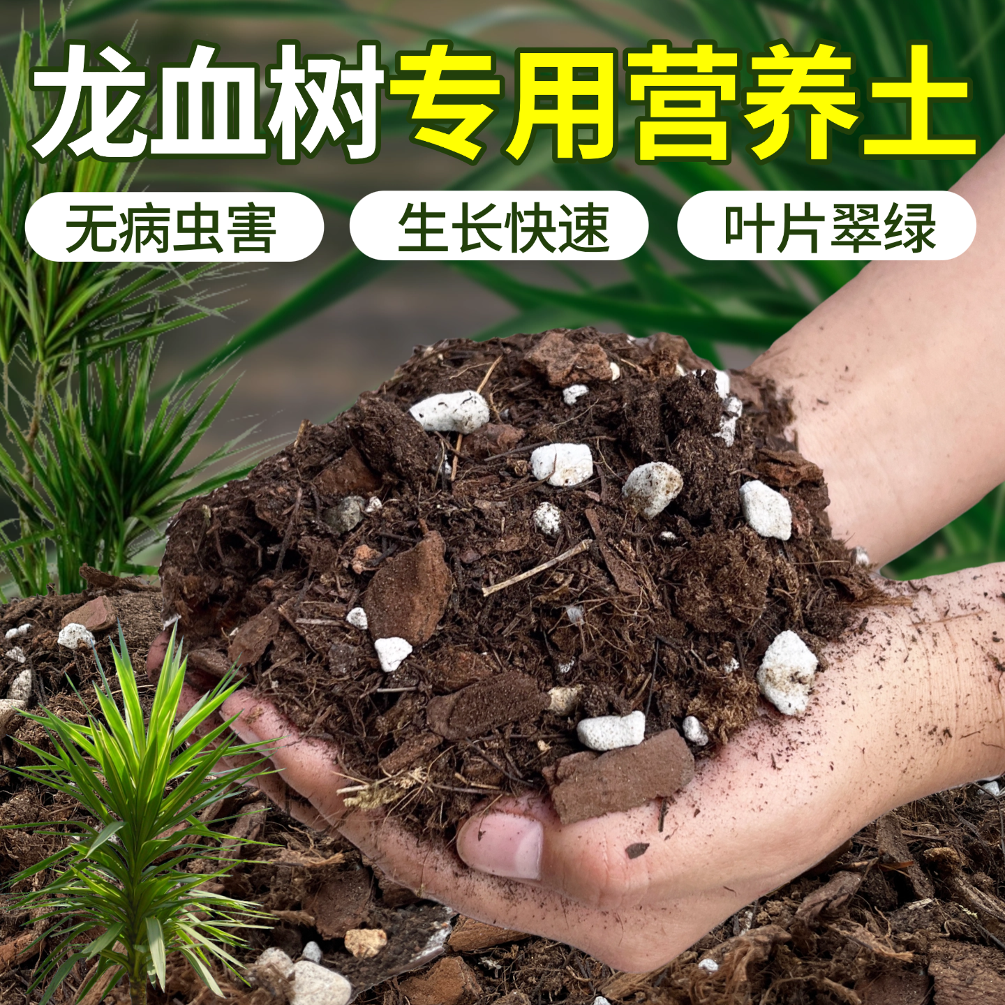 龙血树专用土种植土客厅绿植盆栽