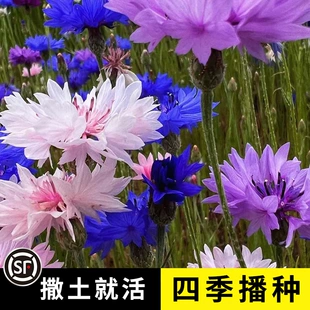 矢车菊花种子四季 播种易活开花卉室内外庭院绿化盆栽植物花种籽子