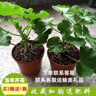 开花驱蚊草室内庭院阳台花卉 大花重瓣天竺葵盆栽花苗洋绣球苗四季