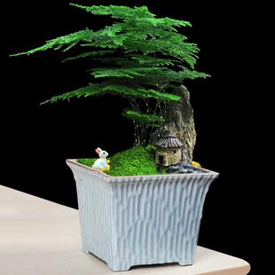 多肉花盆哥窑家用造景盆栽兰花文竹菖蒲绿植大口径个性陶瓷清仓