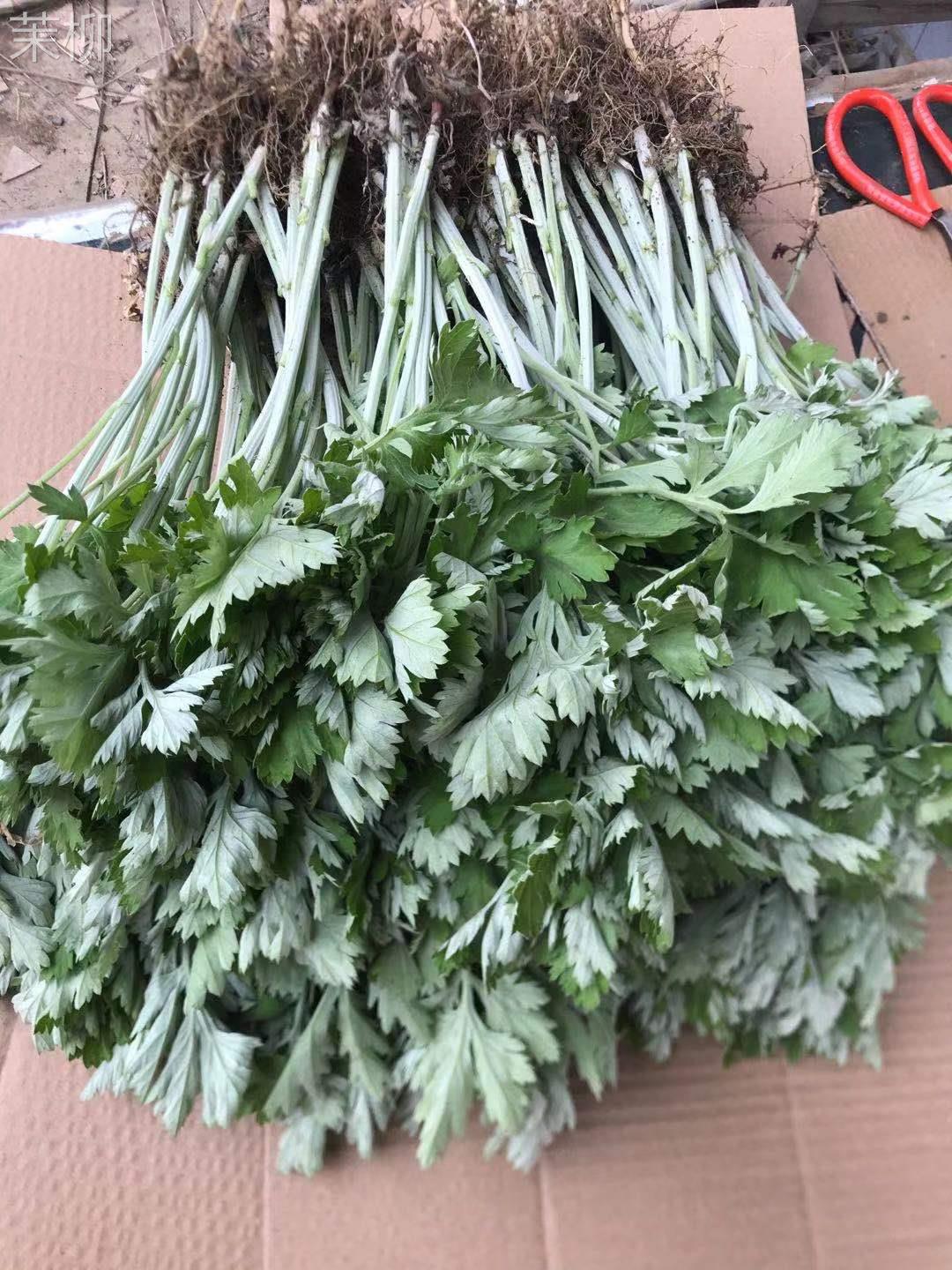 药用食用大叶艾草根种植艾草种子苗驱蚊艾蒿新鲜四季带根艾草苗