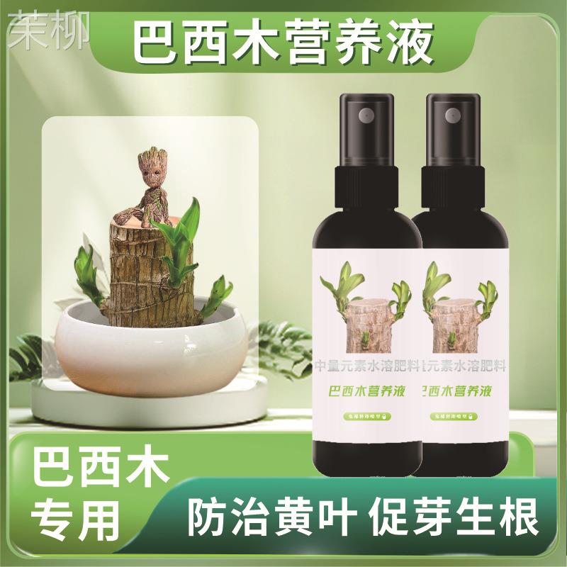 巴西木专用营养液肥料幸运木水培促爆芽防黄叶底部发霉生根液体肥