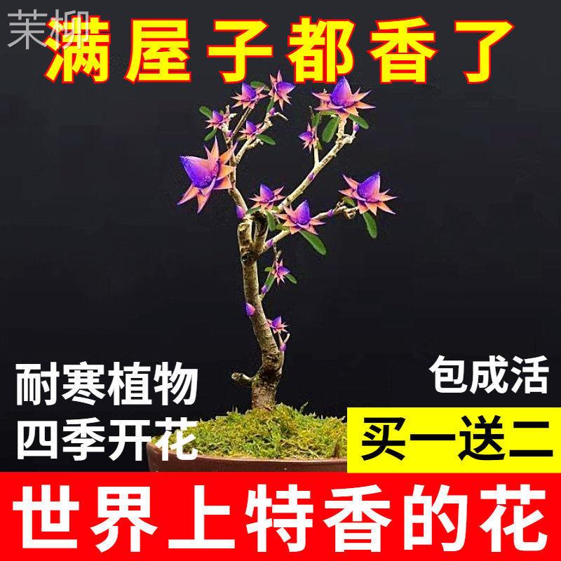 天然檀香苗聚财纳福金莲花苗盆栽花卉南北方室外种植耐寒驱蚊驱虫