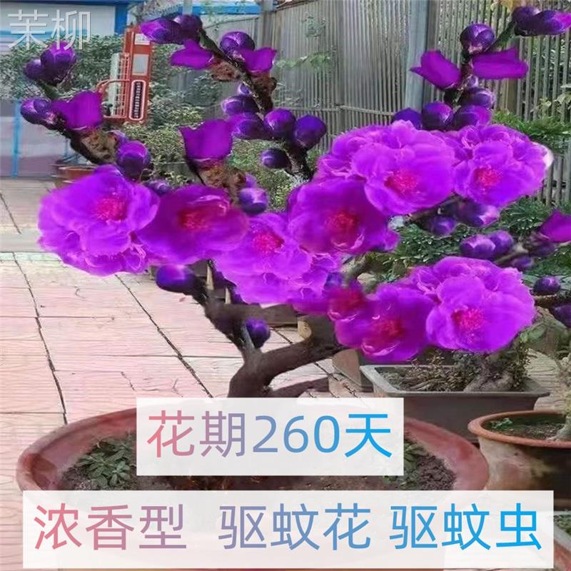 浓香型大花紫罗兰花驱蚊驱虫室内客厅花卉盆栽绿植除四季开花