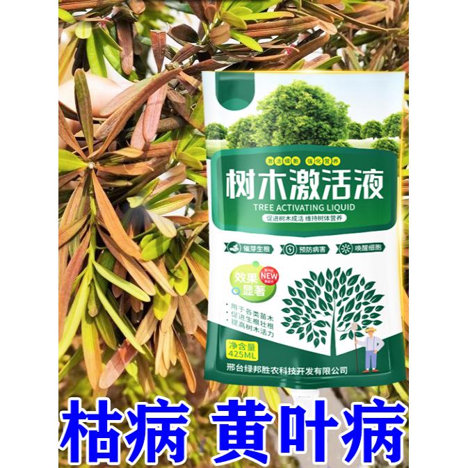 罗汉松叶枯病专用营养液预防叶子发黄枯叶白粉病肥料罗汉松激活液