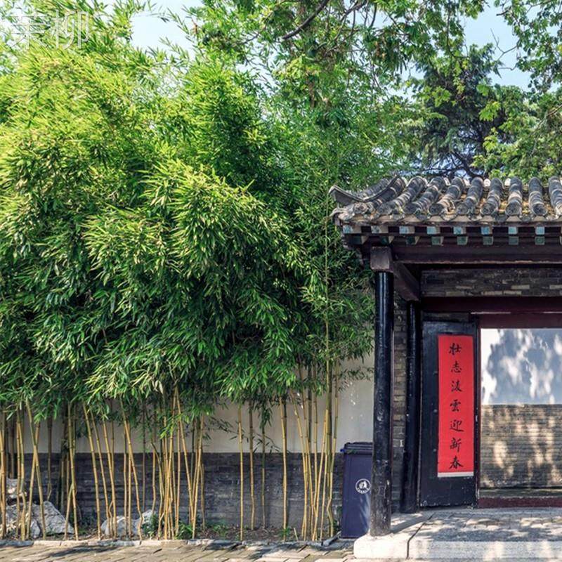 竹子苗庭院四季青竹苗紫竹苗盆栽篱笆竹苗地栽绿化苗别墅围墙植物