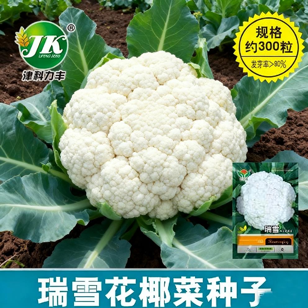 80天花菜种子有机白菜花种籽青梗花椰菜种孑秋季紧花菜蔬菜种子