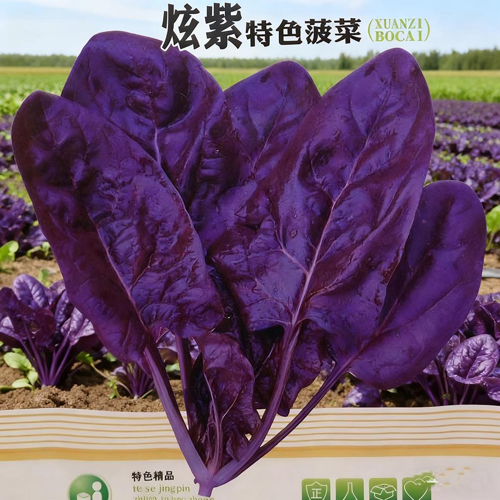 早熟紫红菠菜种子富铁菠菜种子种籽高产春耐寒夏季秋季四季蔬菜孑
