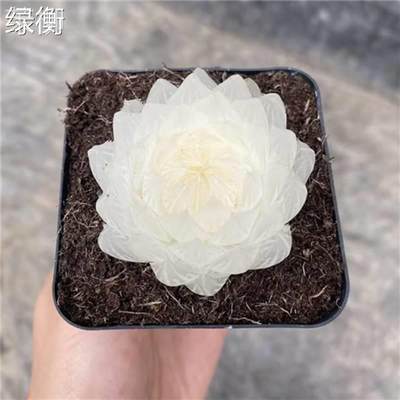 精品高档多肉植物白莲花玉露