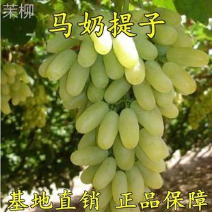 无核马奶葡萄爬藤盆栽,新疆种植无子牛奶