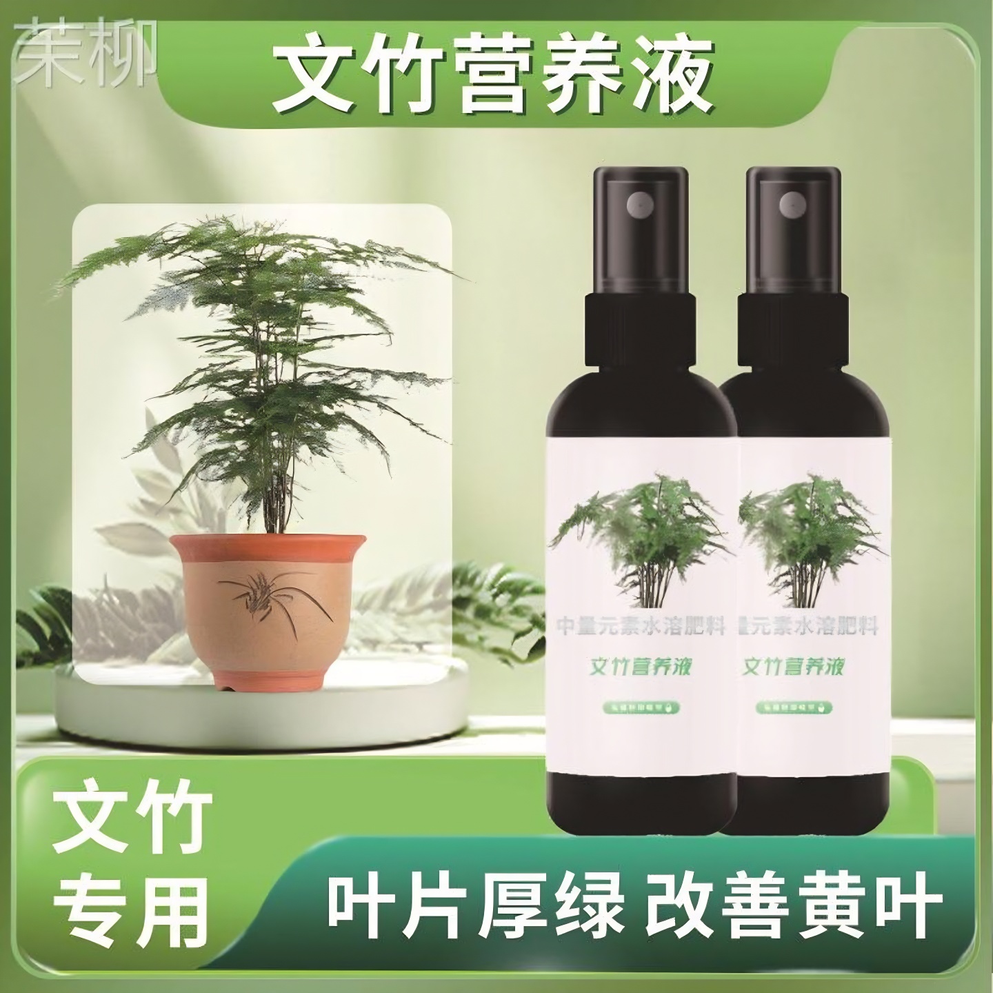 【四季爆芽】文竹专用肥营养液治叶子发黄枯瘦干尖烂根落叶促生长