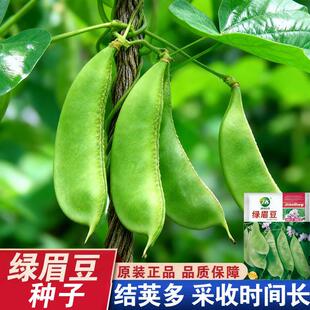 大肉绿眉豆猪耳朵扁豆种子种籽南方四季豆角梅豆角梅豆孑架豆菜豆