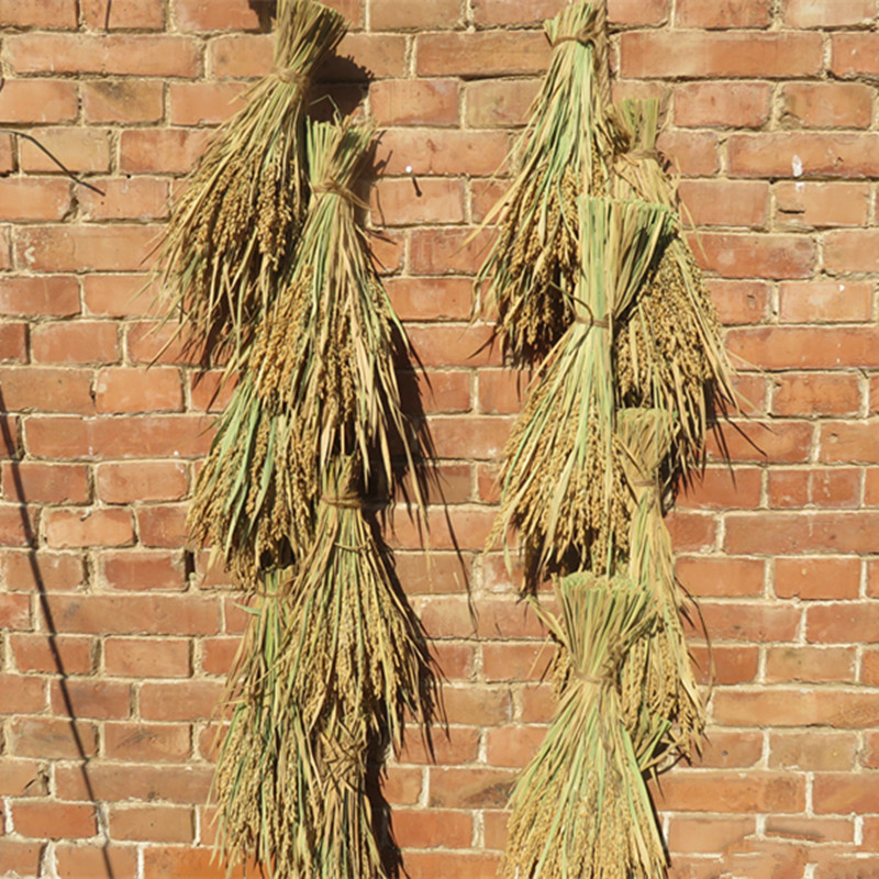 稻穗装饰 天然真稻子稻谷干花 麦穗农作物布景丰收节拍摄影道具