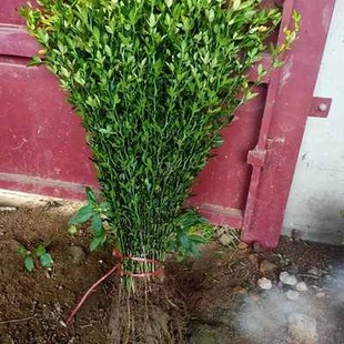 枳壳苗橙子柑桔枸橘苗嫁接积壳苗庭院围栏护园铁篱笆刺树围墙植物