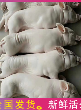 广东小耳朵乳猪新鲜现杀冷冻小香猪整只脆皮烤乳猪4-20斤生鲜食材