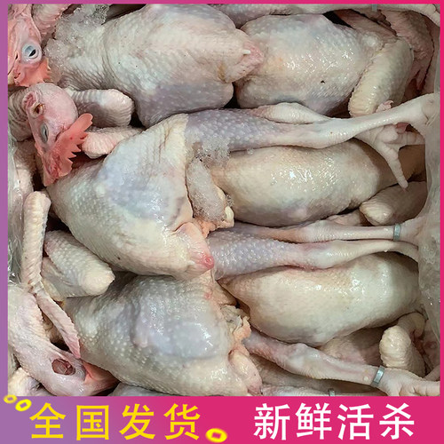 广东清远麻鸡脆皮鸡30只起发货三黄鸡新鲜冰鲜白切鸡烧鸡肉盐焗鸡