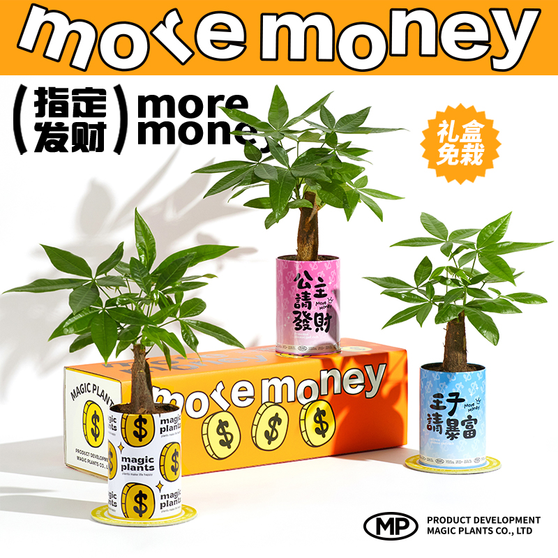 神奇植物情绪稳定植物发财树盆栽室内桌面四季绿植创意生日礼物