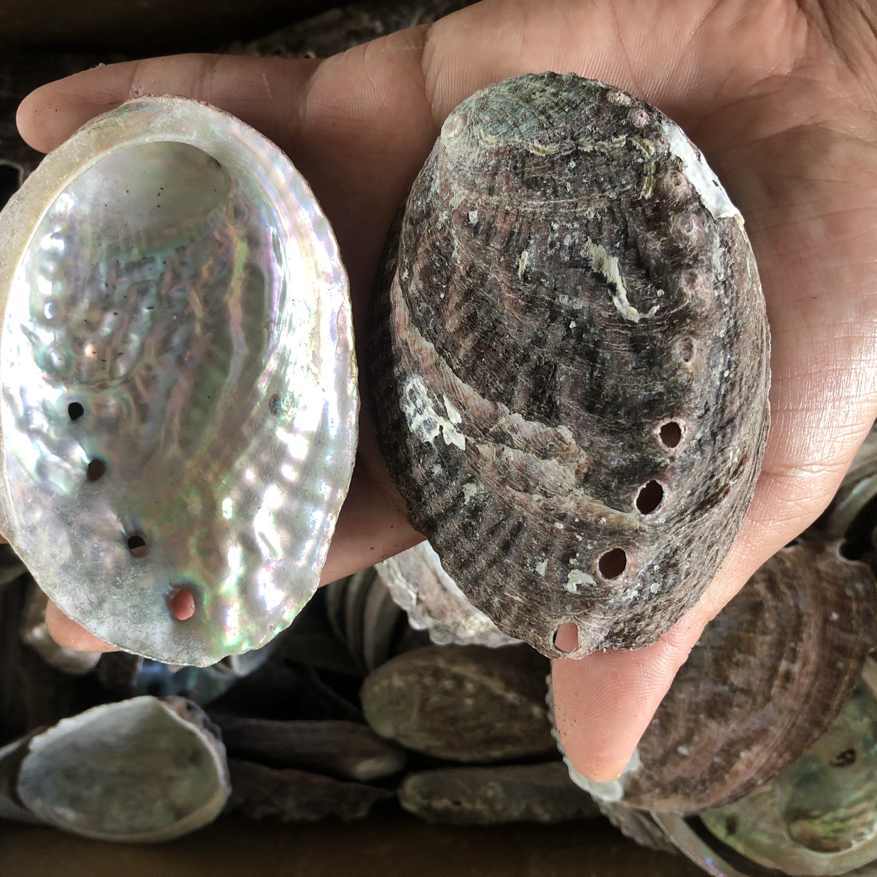 天然鲍鱼壳烧烤鲍鱼贝壳烧鼠草摆件首饰收纳鱼缸造景拍摄道具