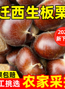 2025年迁西板栗生新鲜下树人工挑选老树3113农家自产油栗子特产
