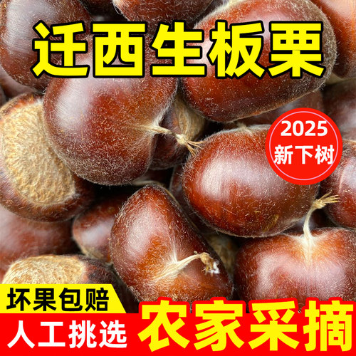 迁西板栗3113农家自产油栗子