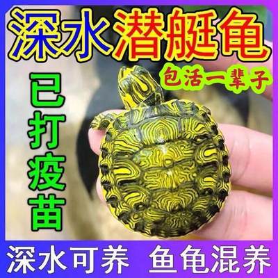 黄耳龟深水龟鱼缸混养小乌龟活物稀有火焰龟小宠物龟吃粪龟清洁龟