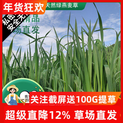 7A级25年新精品烘干燕麦草兔子干草荷兰猪粮饲料龙猫牧草500g岷县