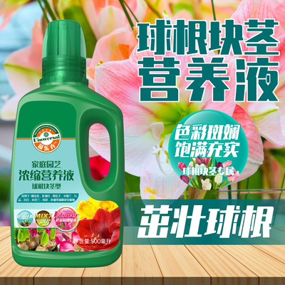 球根块茎朱顶红百合仙客来营养液