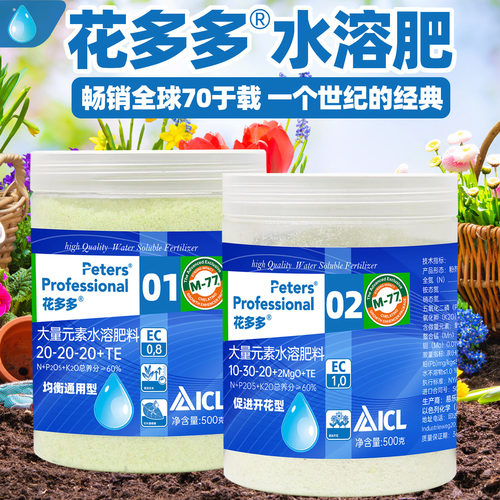 进口正品花多多官方旗舰店月季