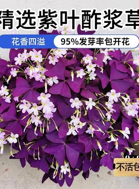 紫叶酢浆草种球幸运草多年生盆栽紫蝴蝶花卉紫色浆草炸酱草种子