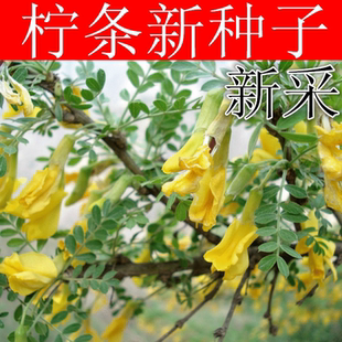 拧条草种子白毛条草畜牧养殖白柠条锦鸡儿种籽护坡草籽散装