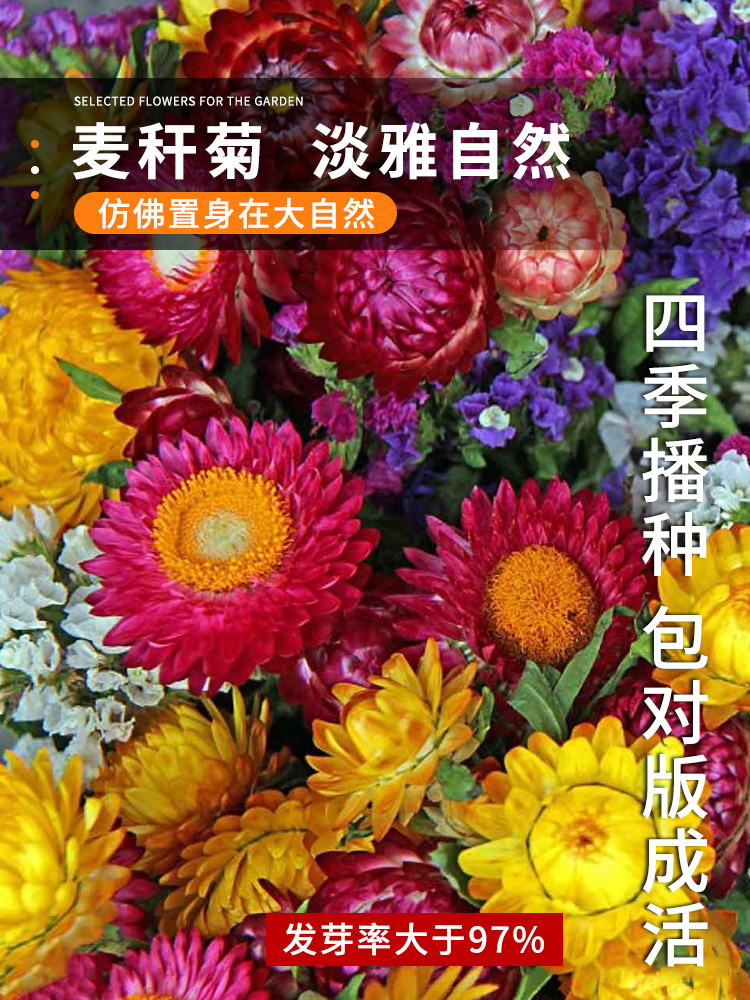麦秆菊种子混色腊菊干花菊花籽景观绿化盆栽花卉阳台园艺切花观花